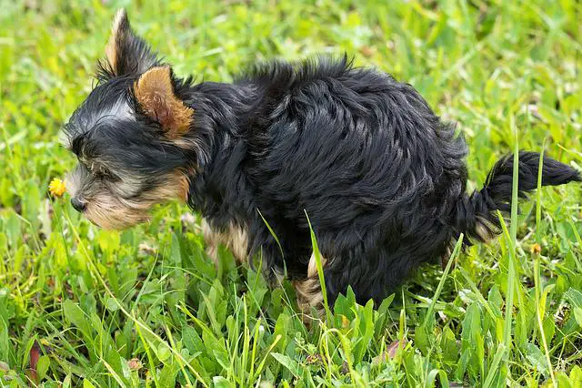 do yorkies need walks