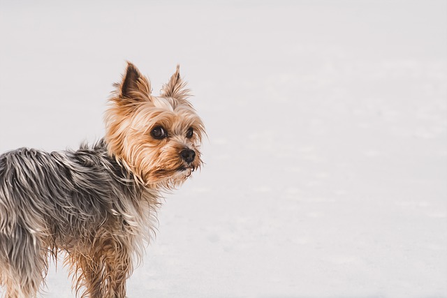 how long can i walk my yorkie