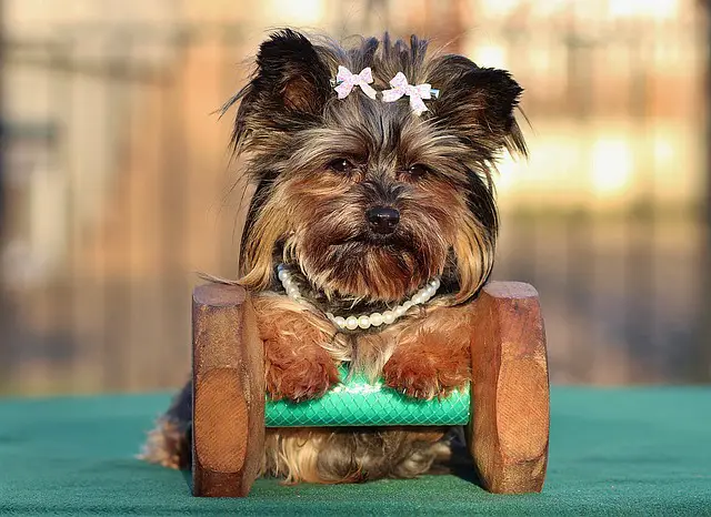 how do i train my yorkie to come