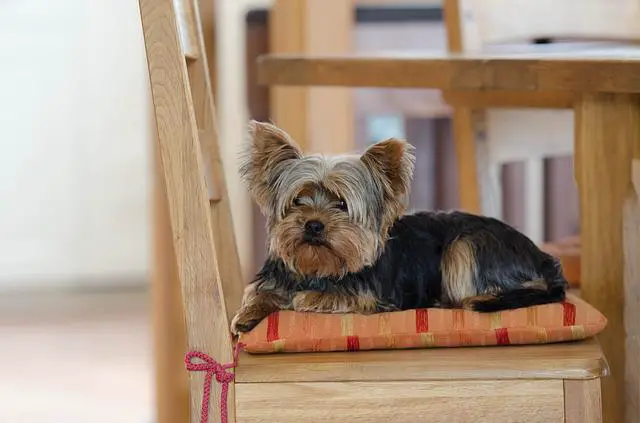 how much to feed a yorkshire terrier puppy