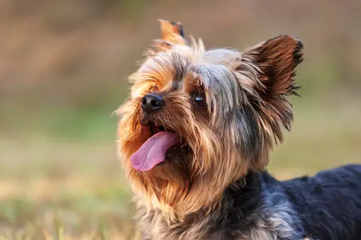 how old are yorkies before their ears stand up