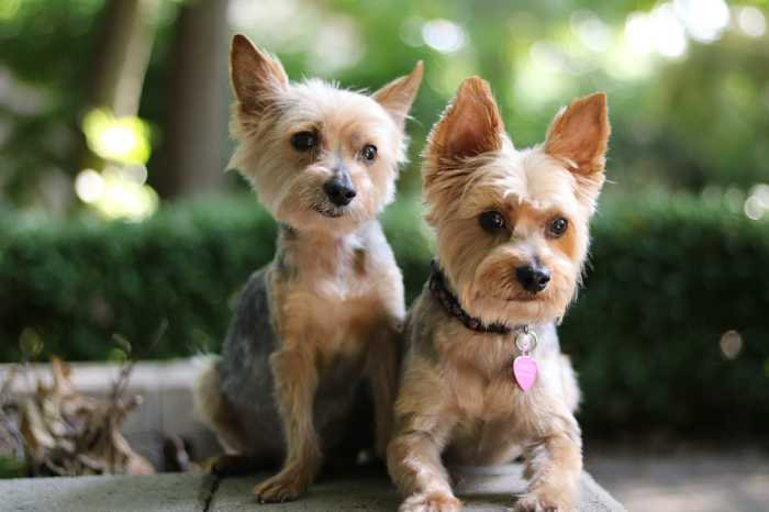 what to give a yorkie for constipation